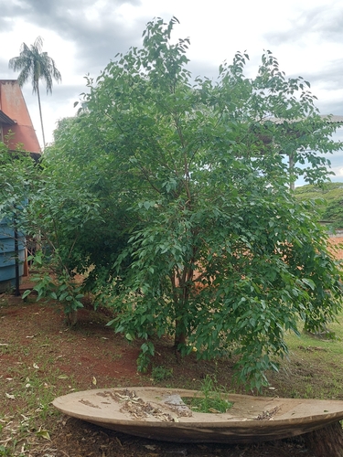 black mulberry