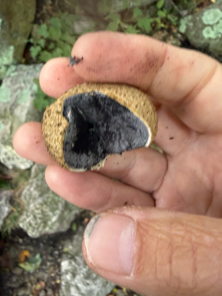 common earthball · September 2026 · photo: Photo: no rights reserved · iNaturalist