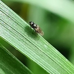 Diptera