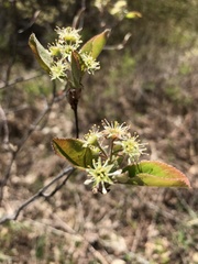 Amelanchier nantucketensis