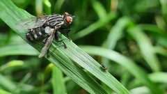 Diptera