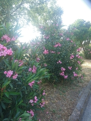 Nerium oleander