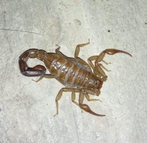 Franckeus nitidulus