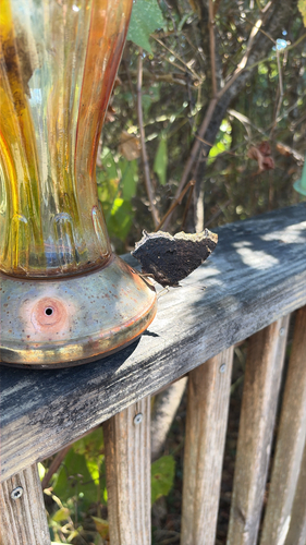 Mourning Cloak