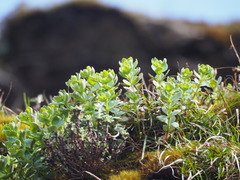 Phedimus subcapitatum
