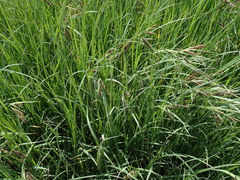 Carex lyngbyei