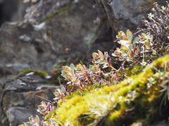 Phedimus subcapitatum