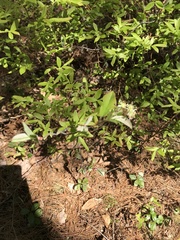 Amelanchier nantucketensis