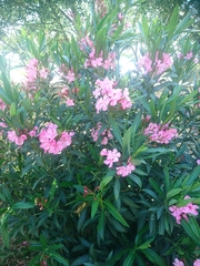 Nerium oleander