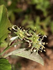 Amelanchier nantucketensis