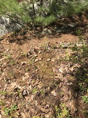 Amelanchier nantucketensis