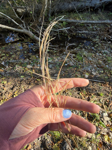 Turritis glabra observed 2026-09-28