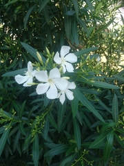 Nerium oleander