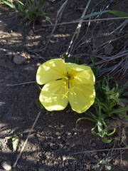 Oenothera howardii