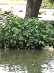 Colocasia esculenta