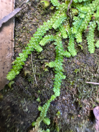 Selaginella rotundifolia, photograph 6