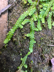 Selaginella rotundifolia, photograph Matteo Bellucci, CC BY, iNaturalist via GBIF