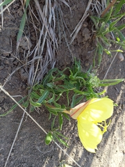 Oenothera howardii