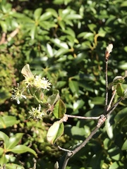 Amelanchier nantucketensis