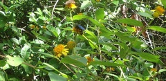 Scoliidae