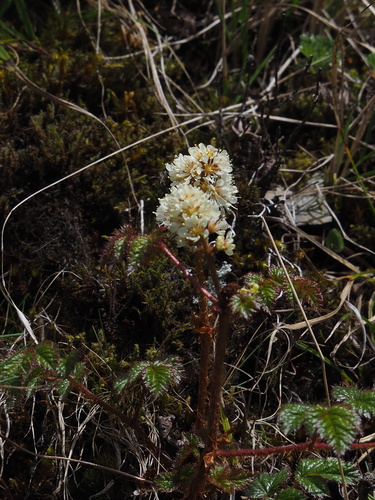 Image of Astilbe macroflora by no rights reserved