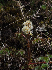 Astilbe macroflora