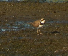 Charadrius dubius