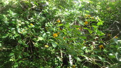 Scoliidae