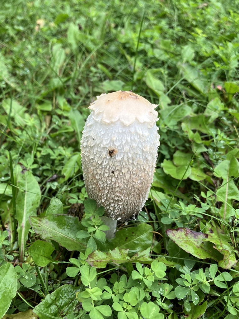 Shaggy Mane · September 2026 · photo: Photo: (c) Rose Zappa, some rights reserved (CC BY) · iNaturalist
