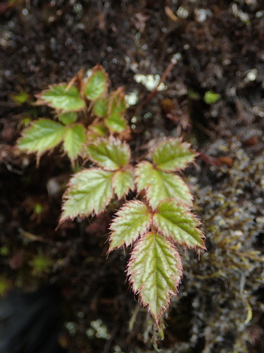 Image of Astilbe macroflora by no rights reserved
