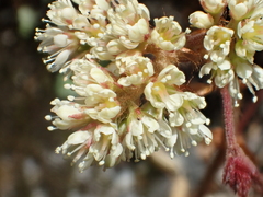 Astilbe macroflora