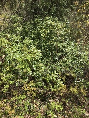 Amelanchier nantucketensis