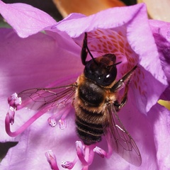 Megachile willughbiella