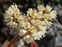 Astilbe macroflora