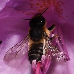 Megachile willughbiella