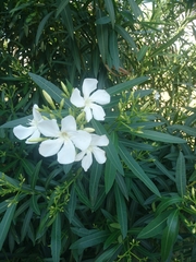 Nerium oleander