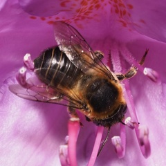 Megachile willughbiella