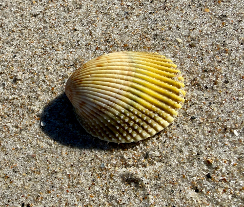 Dallocardia muricata observed 2026-09-29