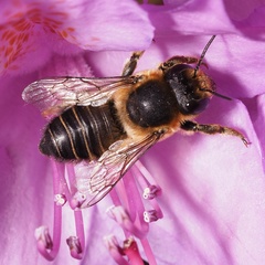 Megachile willughbiella