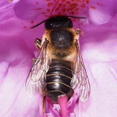 Megachile willughbiella