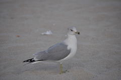 Larus delawarensis