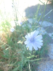 Cichorium intybus