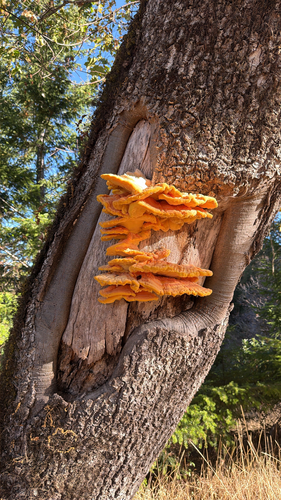 Western Hardwood Sulphur Shelf
