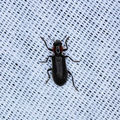 Placopterus thoracicus