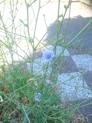Cichorium intybus
