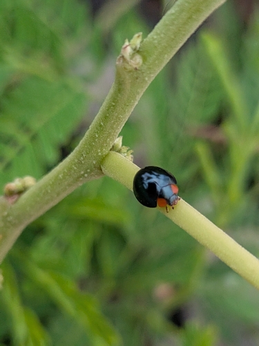 Curinus coeruleus observed 2026-09-24