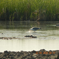 Larus fuscus barabensis