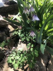 Aquilegia coerulea