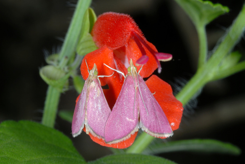 Inornate Pyrausta Moth photo 3
