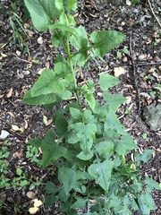 Lactuca floridana
